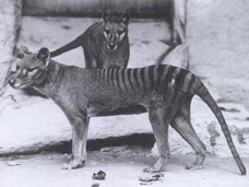 【目撃例多数】絶滅したタスマニアタイガーは、今もオーストラリア大陸で生きている!?