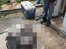 「チュパカブラ以外の何ものでもない」ついに吸血UMAの死骸を確保→DNA検査へ!?=米・テキサス