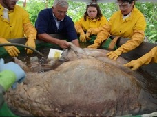 シロナガスクジラの心臓の実物大模型に畏怖の念を抱く=ニュージーランド