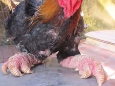 一羽30万円の鶏肉の見た目が太すぎる!=ベトナム