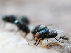 死体に群がる虫で死因を解明? 犯罪捜査に用いられる「法医昆虫学」