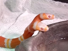 アルビノで双頭!! 天文学的な確率で生まれた奇跡のヘビ=アメリカ