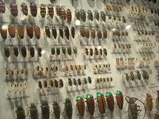 【衝撃】昆虫の正体は“エイリアン”だった!? いま大注目の「昆虫宇宙起源説」を徹底解説!!