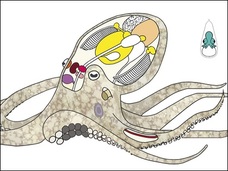タコの全遺伝情報、ついに解読される!! 科学者が暴露「エイリアンかもしれない」