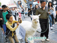 中国株暴落でとばっちり!? 街頭でアルパカを叩き売る投資家が出現「株で失敗。300万円で神獣売ります」