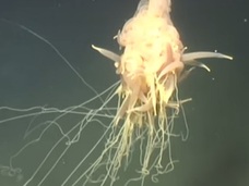 無数の触手でフワフワ浮遊…!! 珍妙すぎる深海生物の正体は「スパゲッティ・モンスター」なのか!?