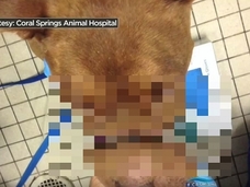 【閲覧注意】虐待された犬の口が、もげそうに=米・フロリダ