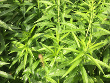 「北海道では商店街の片隅に大麻生えてる」フリーダムすぎる北海道の大麻事情
