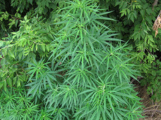 英国「大麻の森」発見で蒸し返される、嵐・大野智の“大麻吸引疑惑”報道