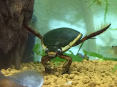 【絶滅危惧種】タガメ&ゲンゴロウ最強水生昆虫コンビ「そもそも昔からいないんじゃ…」