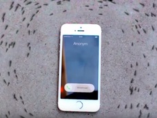 iPhoneの電磁波で蟻が“死ぬまで”グルグル回る!? 「デス・スパイラル」現象の恐怖映像!!