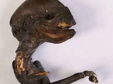 【驚愕】エイリアンか!? 巨大頭部と異様な胴体……ロシアでヤバすぎる謎の死骸が発見される!!