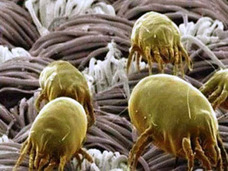 体中を這い、鼻からは白い卵が……!! 謎の寄生虫が原因で、家族も仕事も失った中国人の悲劇