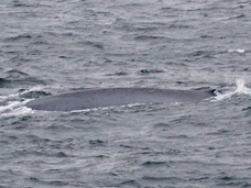 「絶滅の危機」なんて真っ赤なウソ!? シロナガスクジラの目撃相次ぐ!!