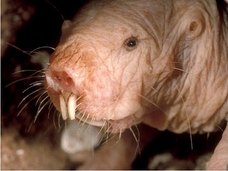 まったく老化しない奇妙な生物「ハダカデバネズミ」に隠された長寿の仕組みとは?