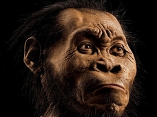 人類史の解明のヒントか! 280万年前のヒト属新種「ホモ・ナレディ」とは?