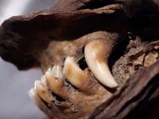 まるで生きているよう! 1万2,000年前の「子犬のミイラ」が永久凍土で発見される=シベリア