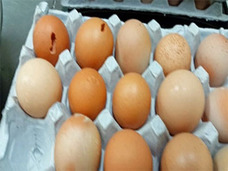 糞尿にまみれた“汚染卵”1,500万個以上が、9年間にわたって大量流通……韓国ギョーテン食品衛生事情
