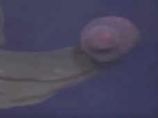 一反木綿? 双頭のネオンカラー? 続々発見される超絶レアな深海モンスターがヤバすぎる!!