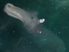 カバでもイルカでもワニでもない! 完全に正体不明な謎の海洋動物が激写される!!