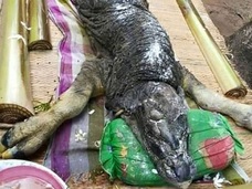 「ワニと水牛」のハイブリッド!? タイの農村に謎の生物が出現!!