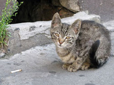 殺人事件にまで発展! 野良猫を毛嫌いする“動物愛護精神ゼロ”な韓国人