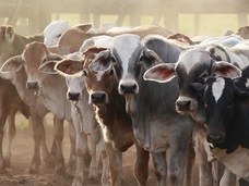 【閲覧注意】グロいのに中途半端…! 動物愛護団体の「擬人化・屠畜場演技」が茶番!