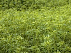 米国人の約6割が大麻合法化に賛成!! TPP大筋合意で日本でも大麻“解禁”か?