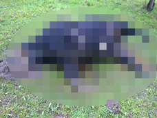 【閲覧注意】性器切断、出血ゼロ…!! 牛の変死「キャトル・ミューティレーション」は宇宙人の仕業か!?