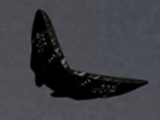 巨大な“蝶型”UFO「メタル・バタフライ」出現!! 軍用ヘリに追跡されていた!?=米国