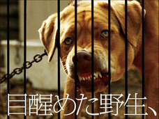 人間への恨みが爆発! 実際に飼い主から捨てられ“野獣”と化した犬250匹が迫真の演技をする映画がヤバい!