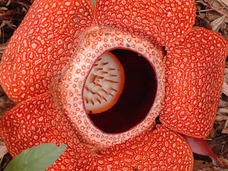 踊る植物、卑猥な植物…世界のおかしな奇怪植物5選!