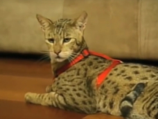 300万のハイブリッド猫も!? 異種交配で生まれたハイブリッド生物5選!