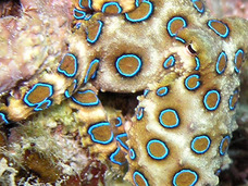 死亡例も…日本近海の“猛毒”海洋生物5選! 痺れや脱力感、ジワジワとした痛み!!