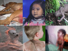 イエティ、新種の未確認生物、新・都市伝説!! 【2015年TOCANA人気記事ベスト10! 2月編】