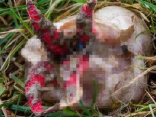 【閲覧注意】エイリアンの卵、遂に捕獲成功か? なんともおぞましい悪魔の指