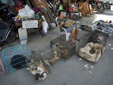 毒を盛り、高圧電気やりでブスッ! 飼い犬900匹超を窃盗&解体販売していた中国・犬泥棒が逮捕