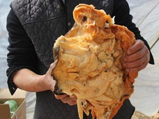 食べると不老不死になる肉塊「太歳」が発見され大騒ぎに=中国