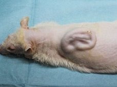 マウスの背中で人間の耳を培養! 研究者「5年以内に実用化できる」