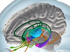 人間の脳は考えられていたよりも10倍(1ぺタバイト)記憶できることが判明!