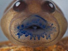 絶滅したはずのカエルが、137年ぶりに確認される! 奇妙な見た目と不思議な生態とは?=インド