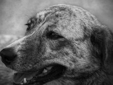 【閲覧注意】磔にされた犬の残酷すぎる動画…!動物の権利活動家、拡散呼びかけ=印