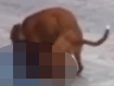 【閲覧注意】人間の男が犬に激しくレイプされる ― 逆獣姦の決定的瞬間