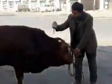 【閲覧注意】道端で得意気に牛を殺す男! 食品の安全性と鮮度を証明するため?=中国