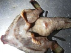 5本指の足、人間の鼻、ヌメッとした肌…! カリブ海で発見された怪奇生物が謎すぎる