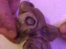 地球外生命体か? UMAか? 大物音楽プロデューサーが手にした謎の生物がキモすぎる!