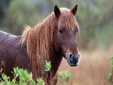 5歳の少年がポニーのために結婚式を用意
