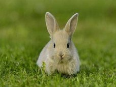 巨大ウサギが飼い主を募集中!