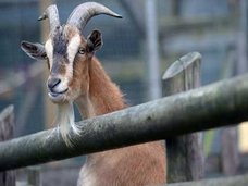 ヤギに7年間の服役刑!