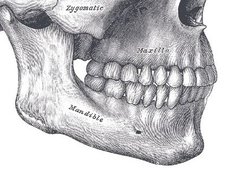 なぜ人間だけアゴ(オトガイ)を持っているのか? 生物学者もお手上げの人体ミステリー